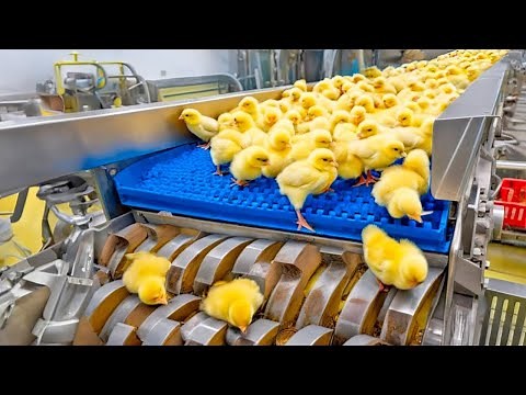 Chicken Mega Factory: Chicken Egg Incubation Technology - Broiler Raising Method & Process