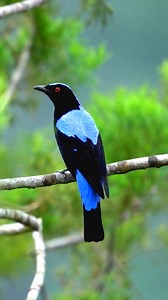 Asian Fairy Bluebird: A Vibrant Jewel of the Forest 🌳 #asianfairybluebird #tropicalbirds #viralreels The Asian Fairy Bluebird, native to Southeast Asia, is a stunning bird known for its vivid blue and emerald-green plumage. Found in tropical forests, this bird feeds primarily on fruits, but it also consumes insects and small invertebrates. Its striking colors and melodious calls make it a favorite among bird watchers. The Asian Fairy Bluebird plays a crucial role in seed dispersal, aiding in fo