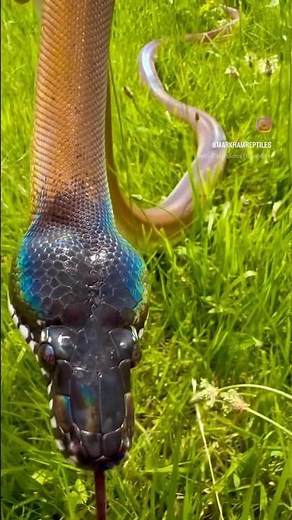 Northern White Lipped Python