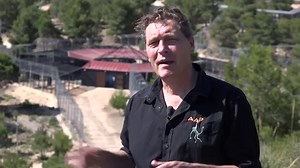 Five Rescued Circus Tigers Get a New Lease on Life as Retirees at U.K.'s Isle of Wight Zoo