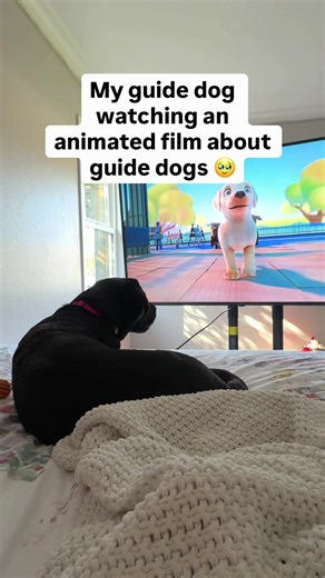 My vision got even blurrier watching Pip with her 🥹😭🦮 @Dogs Inc @South Eastern Guide Dogs 🐶 Video description: On my bed, Izzy a black Labrador, lays down close to a TV. The TV is playing