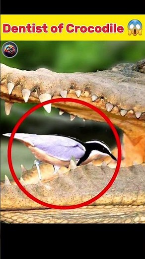The Bird That Cleans a Crocodile's Teeth |information |knowledge #facts