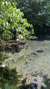 La magia aún existe en laguna encantada 🫧🌳🙌 | Catemaco Pueblo Mágico De Tradiciones