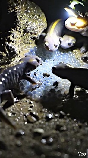 Tiny Camera Reveals Hidden Chinese Giant Salamander Colony 🐸 Underground POV