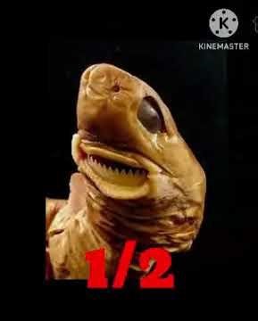 cookie cutter shark vs. sea lamprey