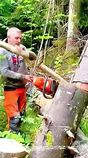 【匠の技】チェンソーとクサビを使った精密な伐採工程 #worker #process #logging #chainsaw #woodworking