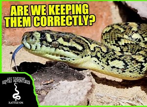 地毯蟒在野外 CARPET PYTHONS IN THE WILD! (Are we keeping them correctly)