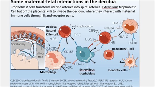 PPT绘制Cell插图细节教程