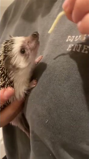 ASMR Tiny African Hedgehog Eating 🦔✨ Cute & Funny