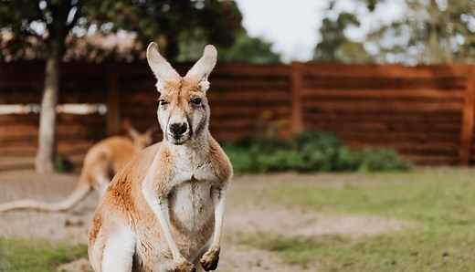 Can Kangaroos Walk Backwards? (Myth or Fact?) - Wild Explained