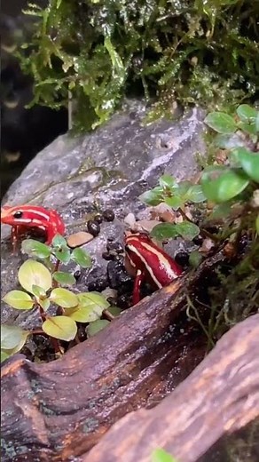 Male dart frog calling! 🔊 Epipedobates anthonyi ‘Santa Isabel’ #dartfrog #frog