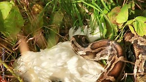 Close-up of a large spotted snake python in the grass, capturing its prey. The largest snake in nature. Selective focus