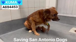 Saving San Antonio Dogs on Reels