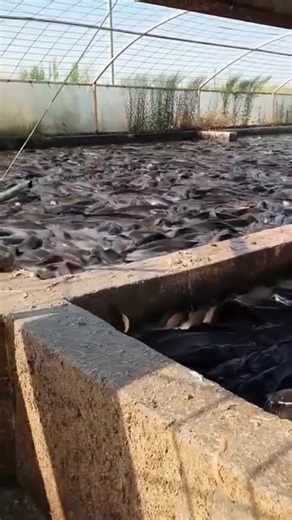 Catfish fingerlings at K2.50 each and Tilapia fingerlings at K1.20 each. Contact us for your order on 0978979035. | Mukasa Fish Farm