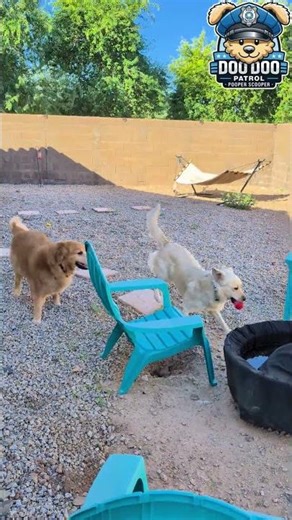 They Left Sam Hanging! 😂 Dog Park Vibes in a Poop Free Yard