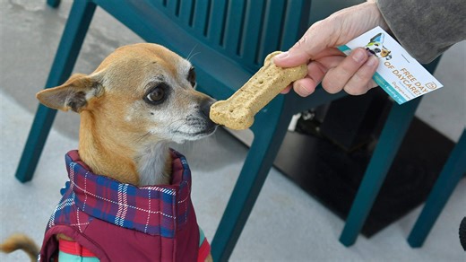 This Georgia restaurant is one of the best pet-friendly places to eat, Tripadvisor says
