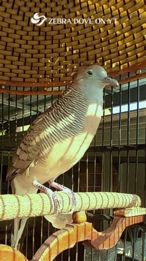 Zebra Dove call Bird sounds for relaxations 59 #birds #birdsounds #birdsoundscape #birdsong #animals