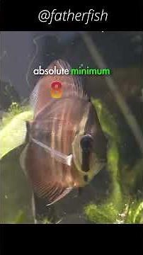 Discus are HEALTHY at 85F