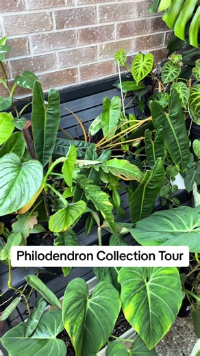 Descubre nuestra colección de Philodendron