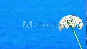 Cow Parsley, Anthriscus sylvestris whit the ocean in the Background