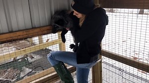 126K views · 6.5K reactions | By request: Demonstrating fox handling...