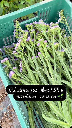 #bioflowers #localfarming #czechflower | Vitenplant - prodejní zahrada