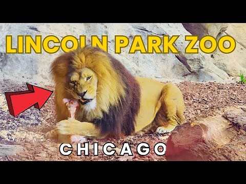 Lincoln Park Zoo Chicago Unforgettable Full Tour