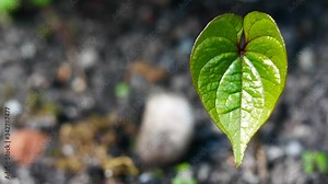 4K video of Air Potato seedling, also called aerial yam or Dioscorea Bulbifera, a highly threatened African medicinal plant with lot of clinical benefits Stock Video