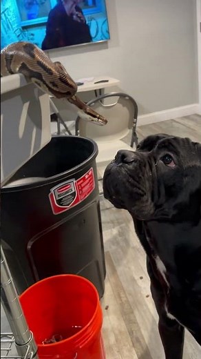 CANE CORSO VS BALL PYTHON