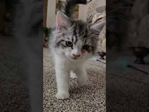 Ragamuffin kittens go to the vet