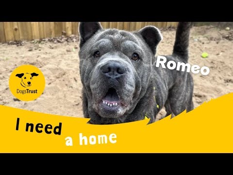 Romeo the charming Chow Chow cross | Dogs Trust Ilfracombe