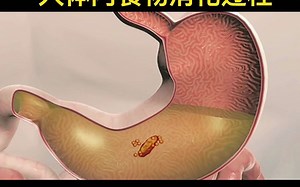 3D动画演示：人体内食物消化过程