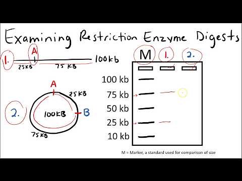 AP Biology: Gel Electrophoresis