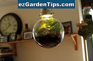 Hoe lang doen esdoornbomen elk seizoen zaad? 🌱 Tips Tuinders - Nl.ezGardenTips.com