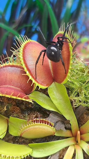 39K views · 706 reactions | This venus fly traps size, colors and...