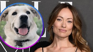 L.A.'s MaeDay Rescue Refutes Olivia Wilde's Ex-Nanny's Claim She Abandoned Dog for Harry Styles