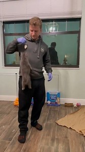 25K views · 530 reactions | They grow up so fast  Vid courtesy @fosterfanatic on Instagram Certain trademarks used under license from The Procter & Gamble Company or its affiliates. #fostercat #rescuecat | Fresh Step Litter | Facebook