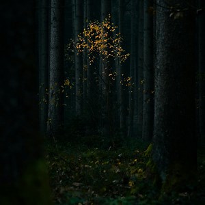 toy box Concert & Tour History  | Concert Archives