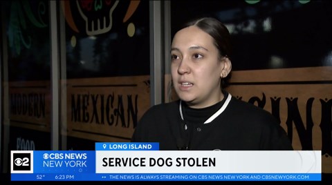 Family says service dog was stolen outside restaurant in Maspeth, Queens