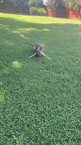 8.5K views · 190 reactions | Adopted! Chino 3759 is becoming quite the super dog! In just a few short weeks Chino has done fantastic in his foster home. He is playing with toys and running zoomies like every dog should! Chino is still a work in progress with getting comfortable with new people. He has so much potential and we can’t wait to see Chino find his perfect family. Visit vgsr.org for more info about Chino! | Virginia German Shepherd Rescue | Facebook