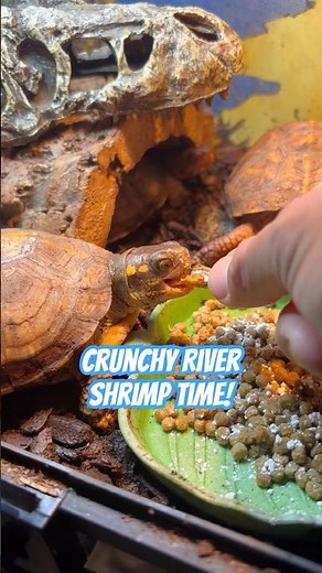 Eastern Box Turtles Go CRAZY for Crunchy River Shrimp 🐢🦐