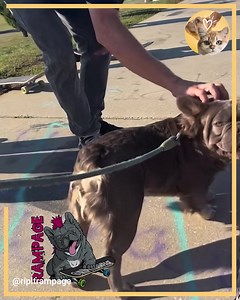 50 reactions | Some Fun Loving Good Boy Sessions With Rampage And His Friends | Animals Lovers | Facebook