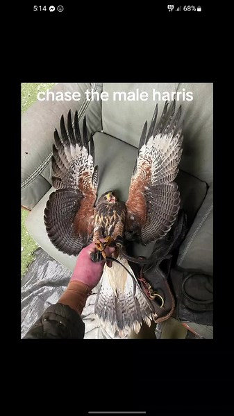 Male Harris Hawk Hunting: A Falconry Adventure