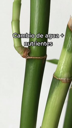 Cuidado del Bambú: Soluciones para Bambú Amarillo