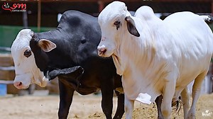 9.5K views · 208 reactions | Palai bookings for 2026-2027 are now available at our farm. Sm Cattle Farm a breeding hub of beefy breeds in Pakistan invites you to visit & lets promote these beautiful breeds together ❤️ Call : +92 333 2505516 +92 327 1317295 Sm Cattle Farm , Location : Gadap area | Cattle Craze.ρK | Facebook