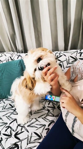 #sometimes he gets annoyed with Rebecca 🤣😂