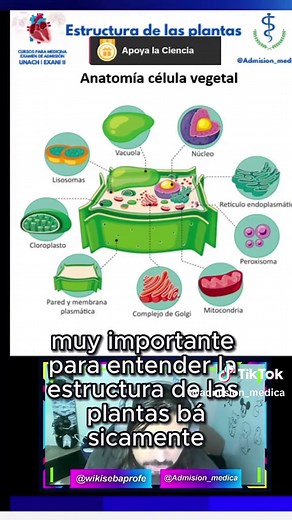 Anatomía de la Célula Vegetal: Estructuras y Funciones