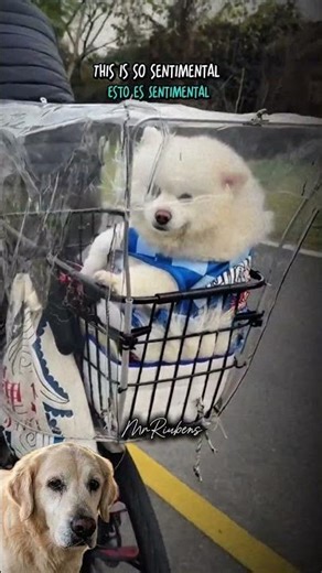 Dog riding a bicycle 🥰 #emotional #love #dog