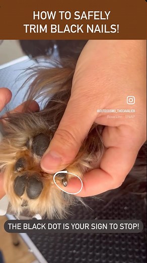 Loving Cavaliers Cosmo, Disco & Enio on Instagram: "Did you know this? 🙌🏻 So passionate about sharing this information! Over time I’ve reached more than 27 million accounts with this message on IG & the feedbck have been amazing 🙏🏻 I’ve just published an article in the Danish cavalier magazine “Cavalierposten” sharing everything on dog nail trims & with that I hope to reach and help even more dog owners out there! Nail trimming is just so much easier when you know what to look for! 💪🏼 So s
