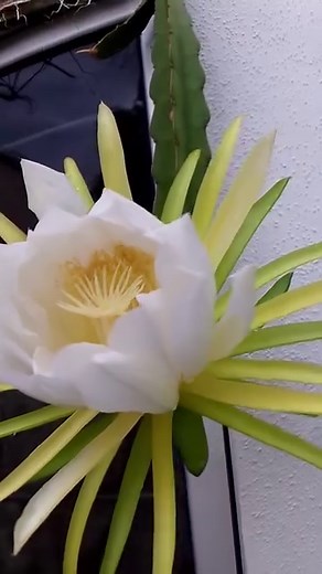 Flor de la Pitahaya Selenicereus undatus #campo #plantas #méxico Nombres comunes: Chaco, Jacube, Junco tapatío, Organo, Pitahaya, Pitahaya orejona, Pitahaya trepadora, Pitajaya, Pitajaya trepadora, Pitaya, Pitaya orejona, Pitaya trepadora, Pitayo, Pitayo trepador, Reina de la noche, Tasajo, Zacomb. Video más detallado: https://youtu.be/aymSCwNURxQ?si=D5McK1LgtP2tt2gY | Frutas y Plantas Exóticas